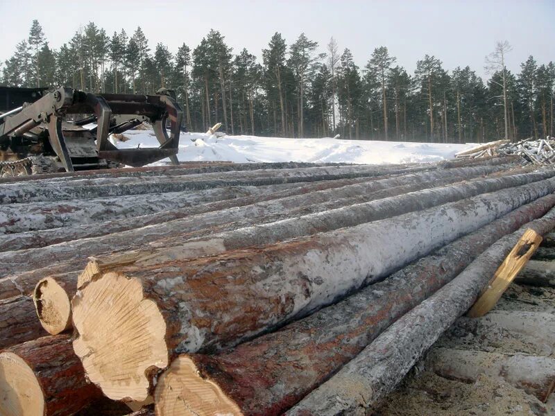 круглые лесоматериалы. хлыст пиломатериалы.