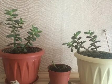 Как прищипывать денежное дерево