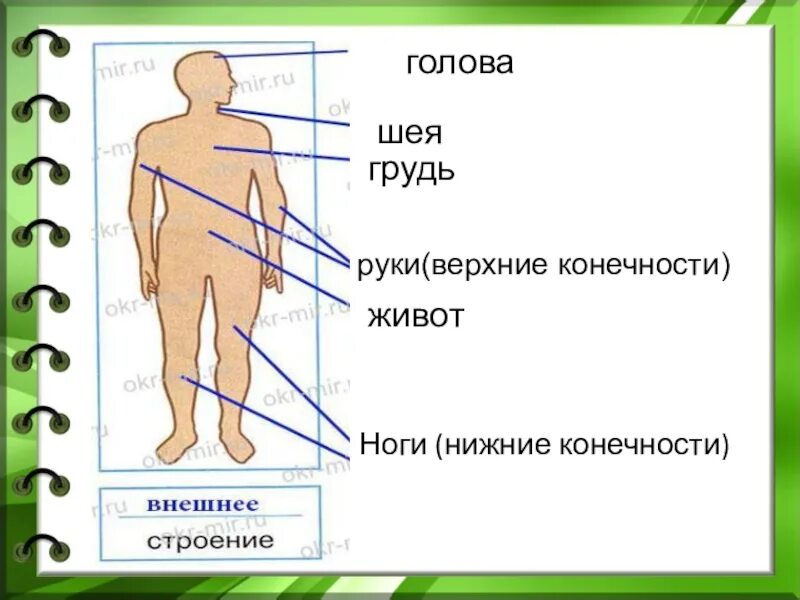 Внешнее строение человека 3