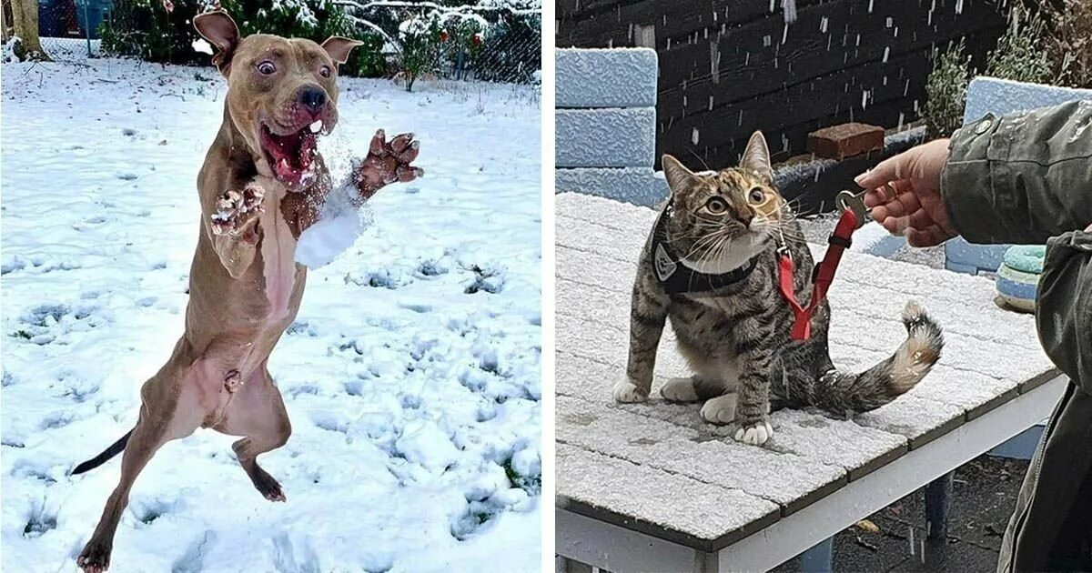 Приколы с собаками. Открытки с черным юмором шаблоны. Нарисованные коты из фото. Кот не может есть. Картинки котика из картинок котика.