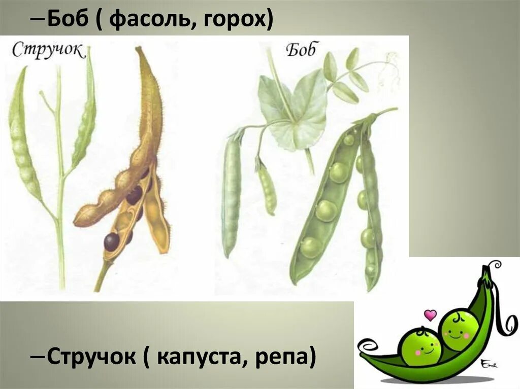 Плод крестоцветной капусты называют. Крестоцветные плод стручок. семейство крестоцветные плод стручок. стручок и стручочек крестоцветные. плод боб и плод стручок.