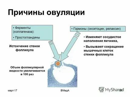 Во время овуляции хочется любви почему