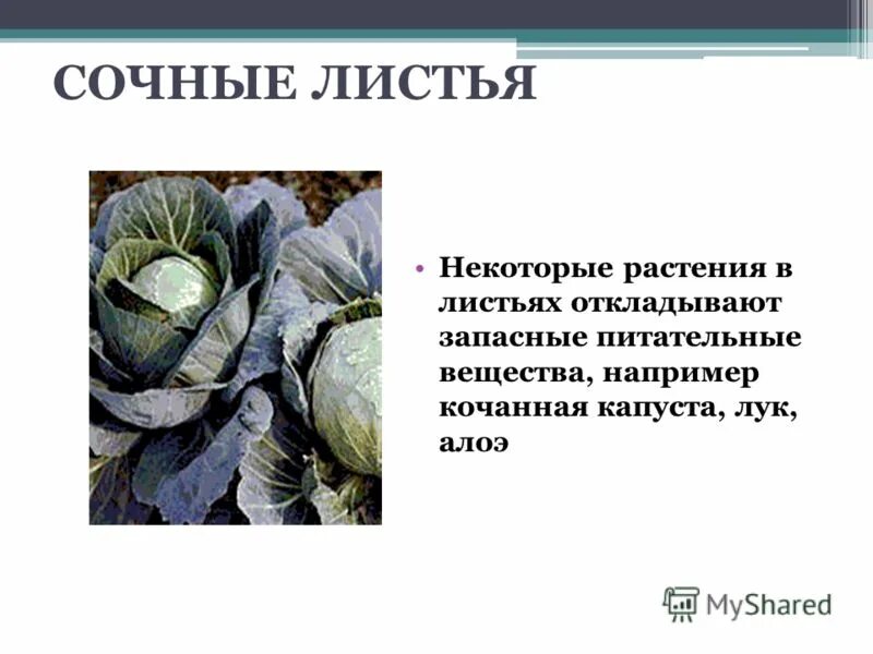 Столетник видоизменение листьев. Видоизменение мясистых листьев. Мясистые листья алоэ. Алоэ вера видоизменение листьев. Видоизменения листьев мясистые листья.