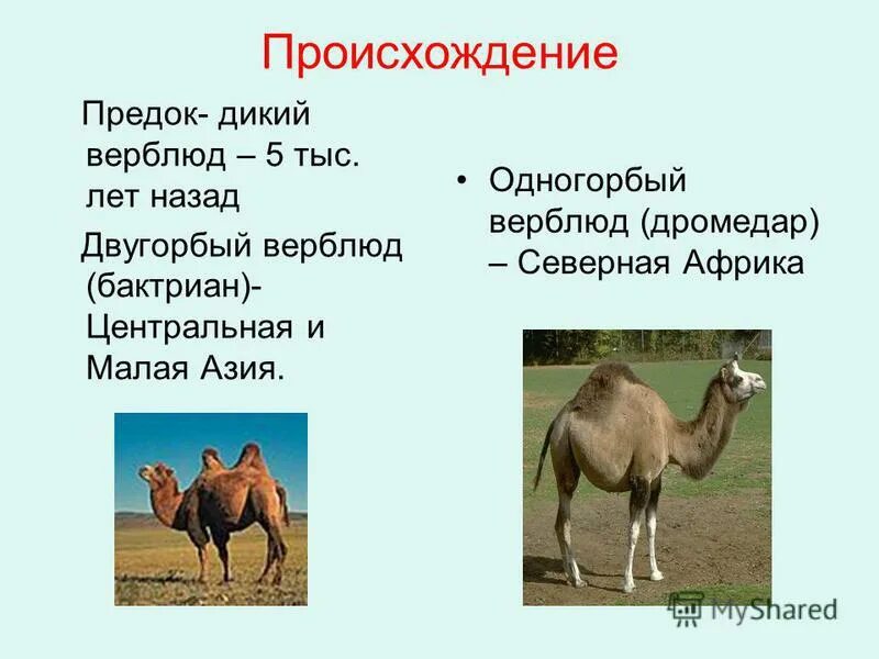 одногорбые аравийские верблюды. выносливый верблюд 3. выносливый верблюд 3. тропические пустыни африки животные и растения. выносливый верблюд 3.