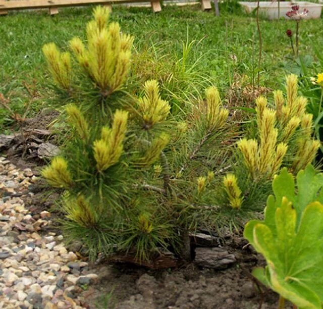 Pinus mugo misty. Pinus mugo misty. Сосна горная пинус муго. Сосна горная мисти. Pinus mugo fruhlingsgold.