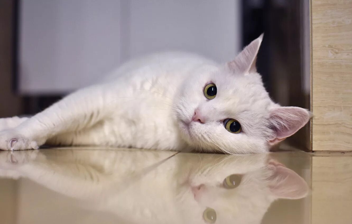 Порода кошек альбинос. Европейская короткошерстная кошка белая. Белый котик. Белые коты. Белая киса