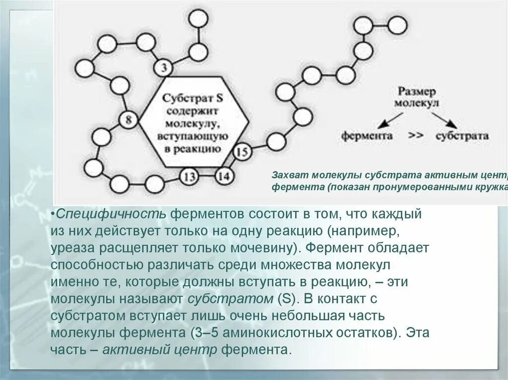 Химическая структура ферментов. Ферменты могут состоять из. Из чего состоят ферменты. Ферменты специфические белки. Природа вещества фермент