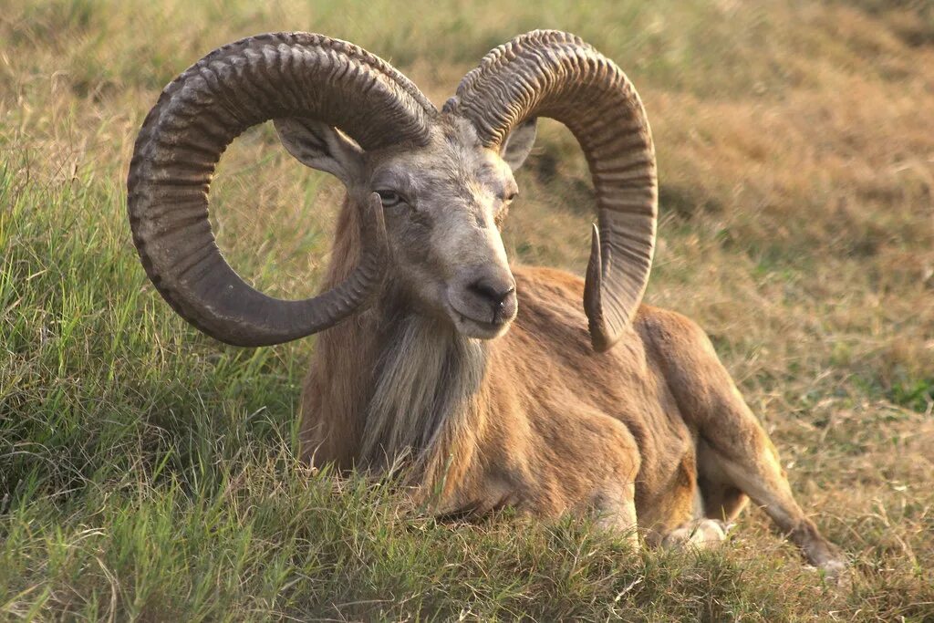 Ovis ii. Горный баран архар аргали. алтайский баран аргали. алтайский горный баран ovis ammon ammon. бухарский уриал.