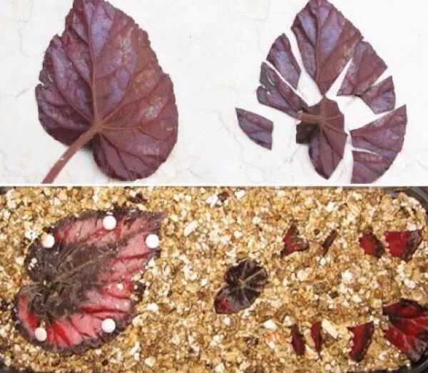 Бегония королевская черенкование. Бегония королевская размножение листом. Размножение бегонии листом. Бегония королевская крупнолистная. Листовые черенки (бегония, сенполия);.