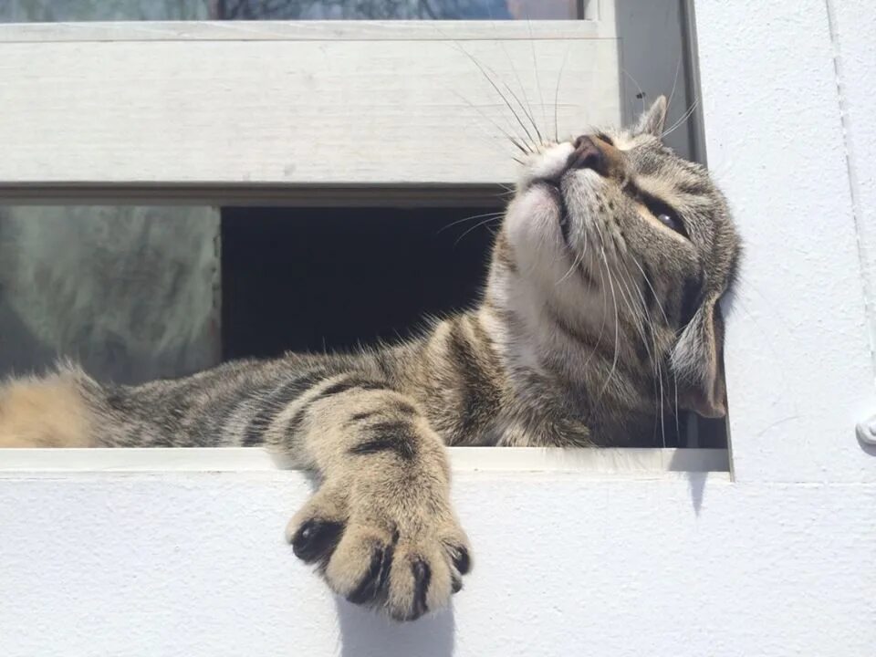 Кот ждет весну. Кот радуется весне. Котик чует весну. Котик на солнышке.