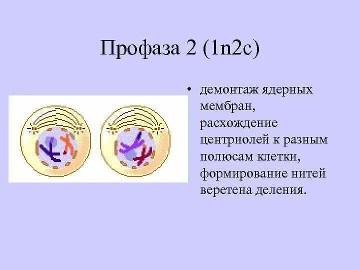 Что происходит в профазе 2