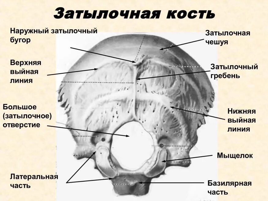 Два бугорка