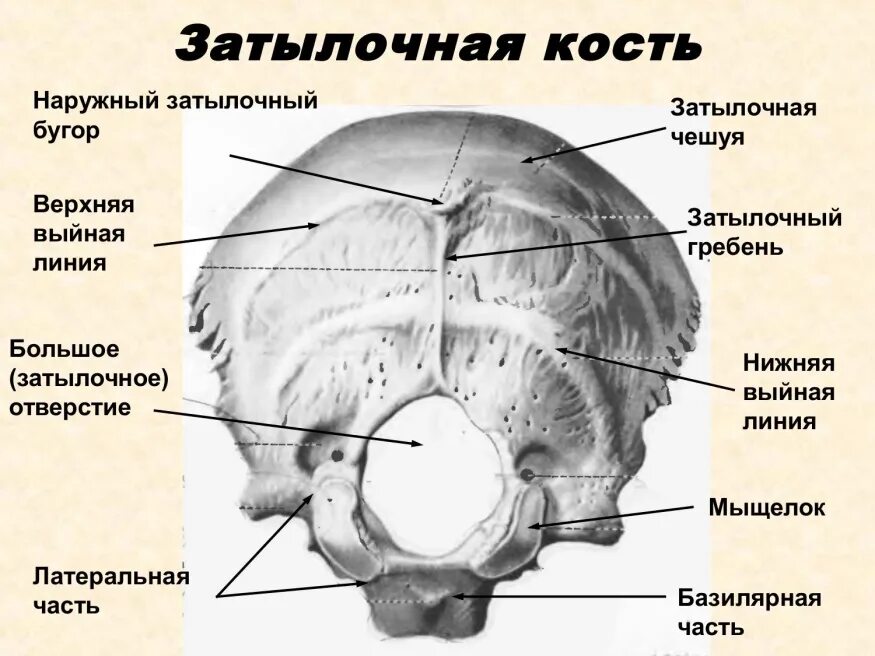 Мыщелок черепа. Затылочная кость анатомия расположение на черепе. Затылочная кость анатомия базилярная часть. Строение черепа человека затылочная кость.