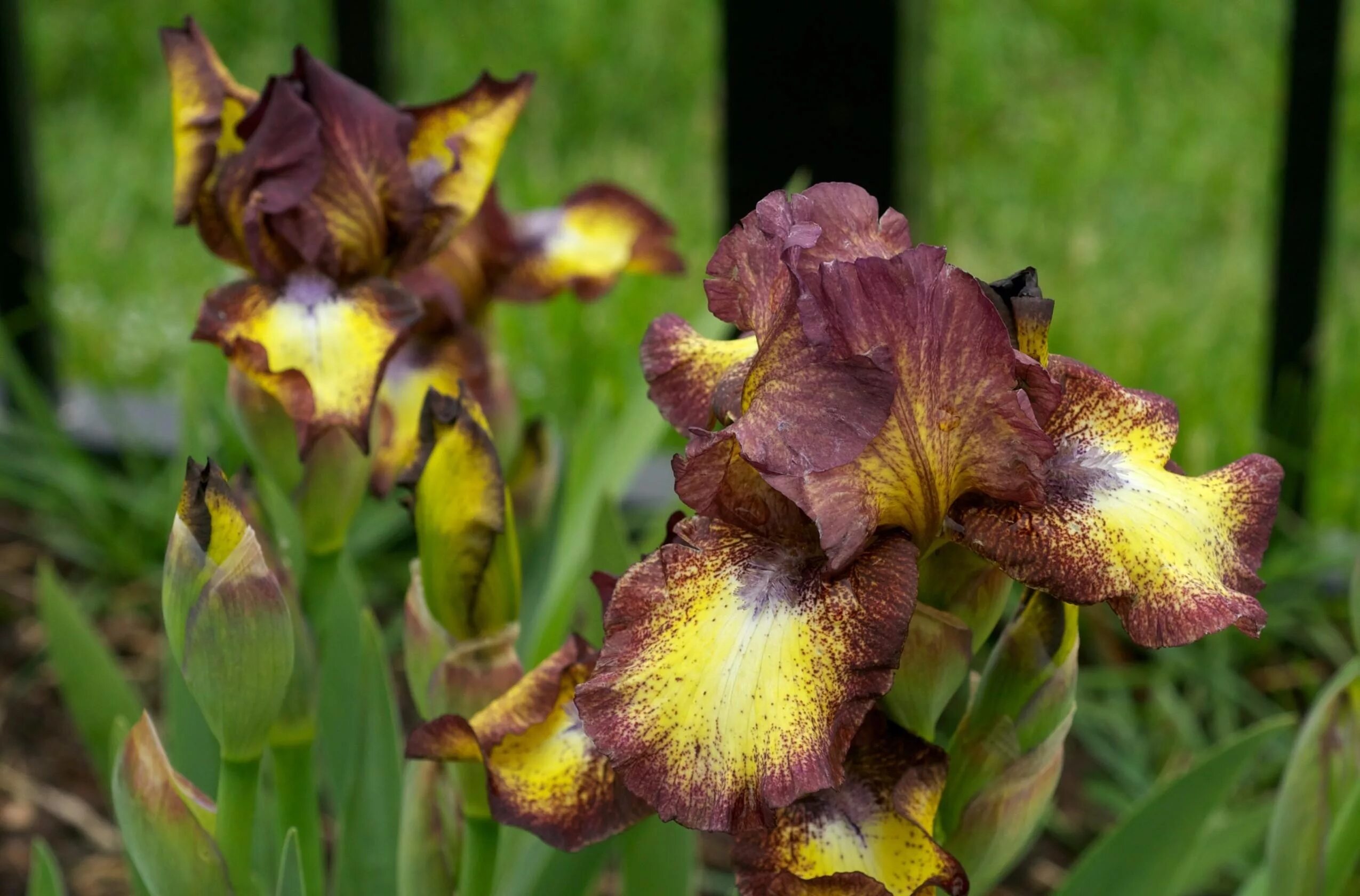 TB Iris germanica 'Cherokee Nation' (Hedgecock, 1991) Iris flowers, Amazing flow
