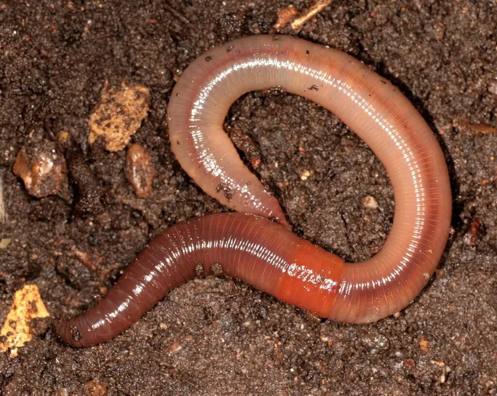 Червь Земляной (Lumbricus terrestris). Кольчатые черви дождевой червь. Малощетинковые кольчатые черви. Дождевой червь беспозвоночные животные