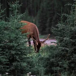 Далекий олень