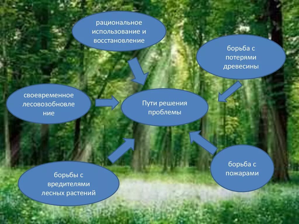 Какие методы используются в природе. Пути решения проблем леса. Пути решения проблемы вырубки лесов. Решение экологических проблем леса. Пути решения сокращения лесов.