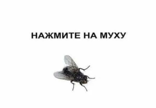 Какая вы муха. Нажми на муху. Нажмите на муху.