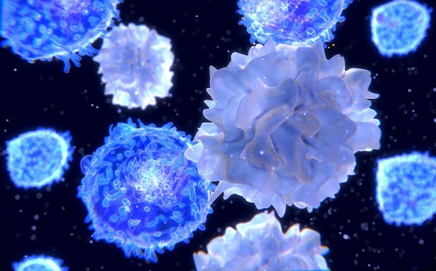 Клетки иммунитета т и в лимфоциты. Т-лимфоцит атакует раковую клетку. Т лимфоциты в вилочковой железе. T-лимфоциты атакуют раковые клетки. Т лимфоциты человека.