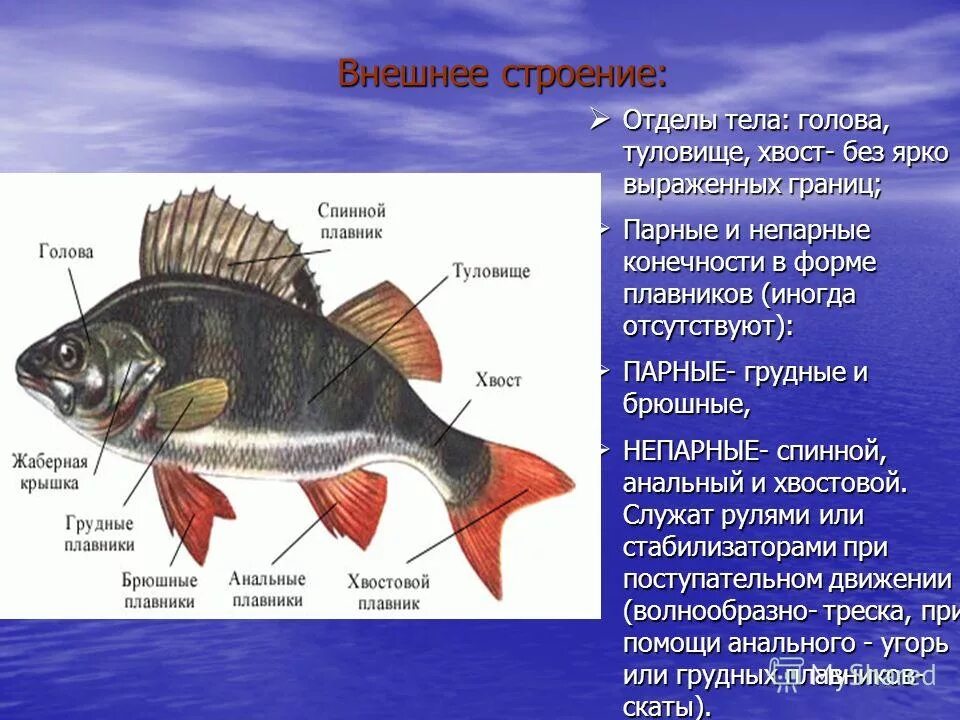 Форма тела окуня. Строение частей тела рыбы судак. Отделы тела костных рыб. Внешнее строение рыбы боковая линия. Приспособление рыб к водной среде.