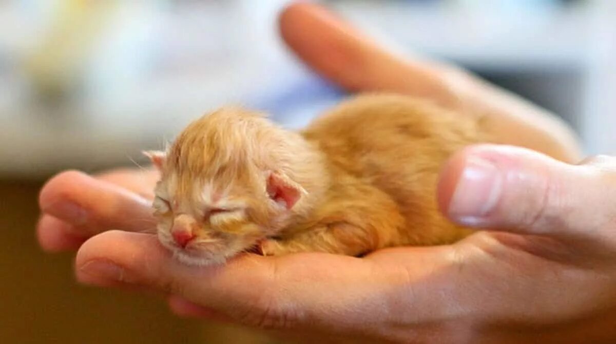 Сколько котят у рыжей кошки. Рыжие Новорожденные котята. Рыжий новорожденный котенок. Рыжий котёнок только родился. Котята только родились рыжие.