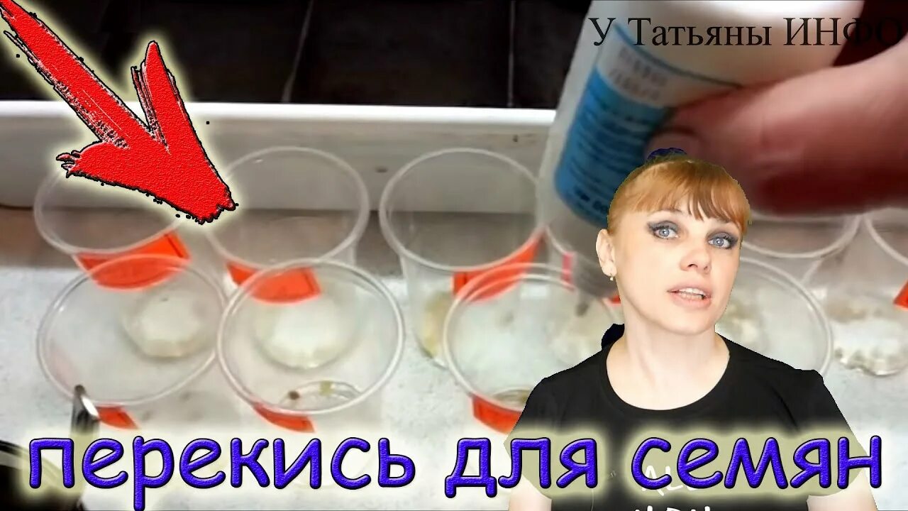 Можно ли замачивать семена в перекиси водорода. Замачивание семян в перекиси водорода. Замочить семена в перекиси. Проращивание семян в перекиси водорода. Посев перца с перекисью водорода.