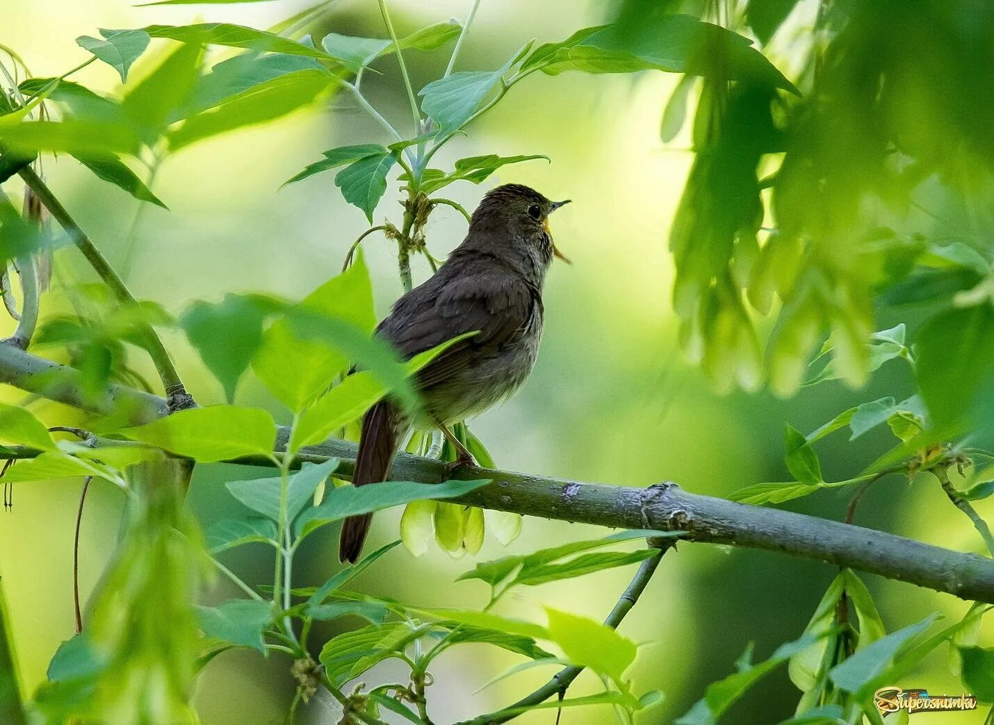 Соловьи утро. Cоловьиная роща. соловьиная трель. nightingale соловьиная трель. природа соловьиная роща.
