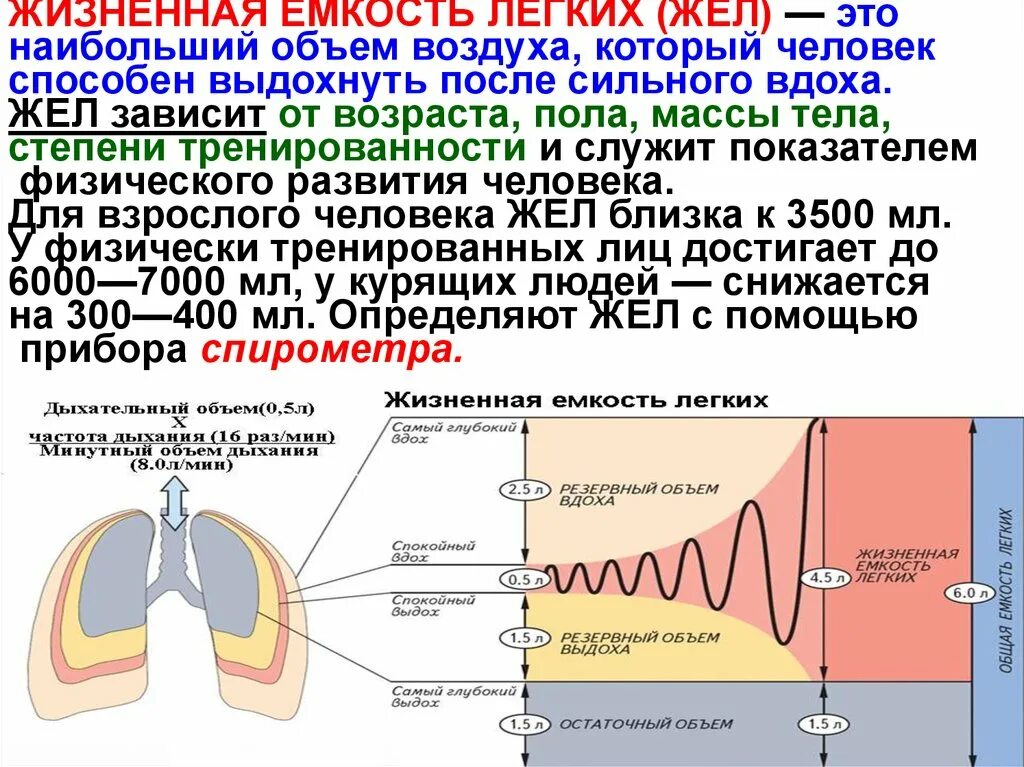 Жизненный объем легких норма. Схема дыхательного объема легких. Объем легких у человека норма. Жизненная емкость легких функции. Дыхательным воздухом называют