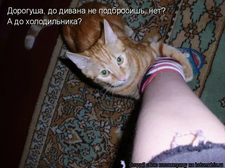 Кот обедает. Обожравшийся котенок. Не дают поесть. Пошли пожрем картинка. Мем дай поесть.