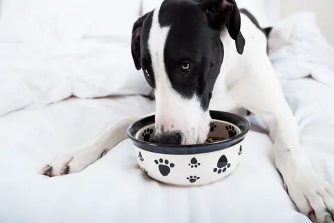 Animal articles