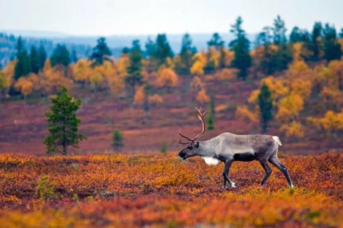 Северный олень в лесу. Финляндия лесотундра тундра. Лапландия осень Финляндия. Лапландия (Швеция) Северные олени. Лапландия Финляндия природа.