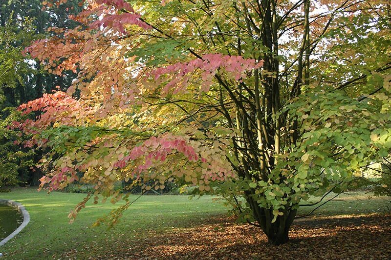 Багрянник японский описание. Багряник японский. багряник японский cercidiphyllum japonicum. багряник величественный. багрянник японский (cercidiphyllum japonicum) p9.