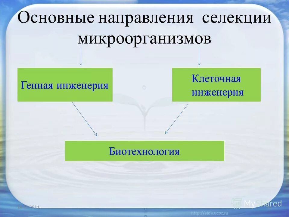 направления селекции микроорганизмов. таблица селекция микроорганизмов 9 класс. методы селекции микроорганизмов. методы селекции микроорганизмов 9 класс. основные методы селекции микроорганизмов таблица.
