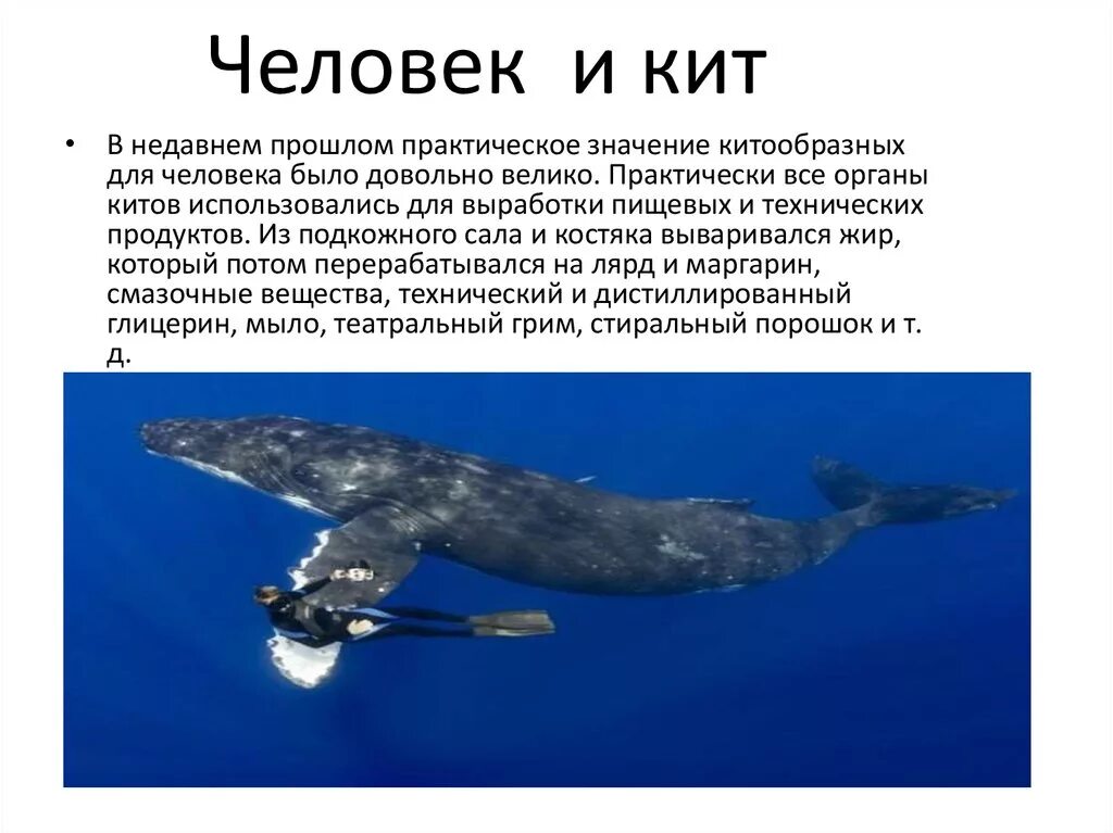 Значение китообразных в жизни человека. Кит. Синий кит. Значение китообразных. Китообразные в природе.