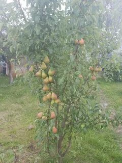 Груша чижовская саженец