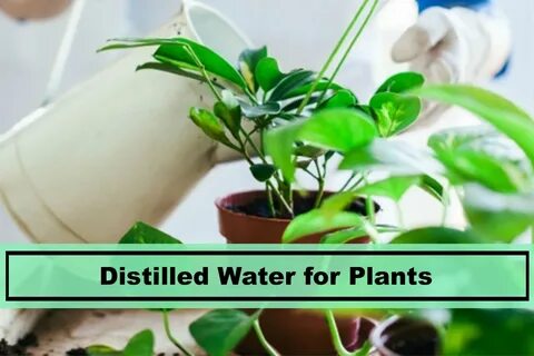 Plant impact