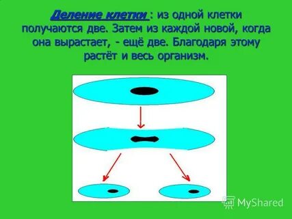В двух клетках живут