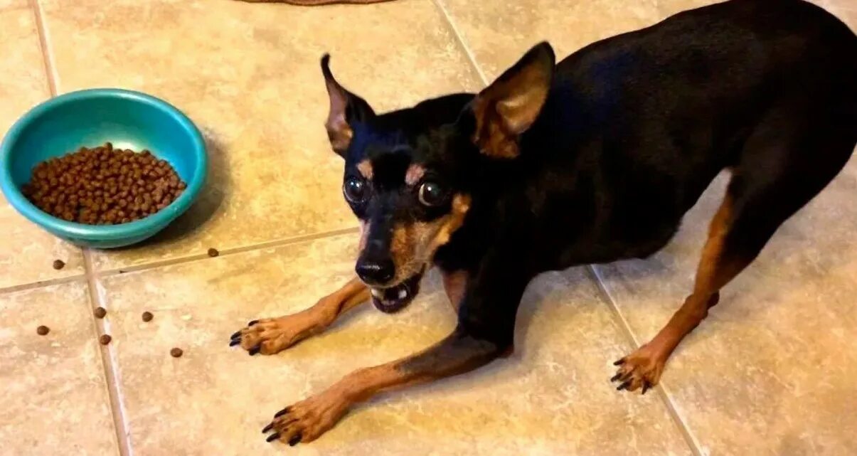 Карликовый терьер. Русский той-терьер. Той терьер шоколадный. Щенок той терьера 4 месяца. Той терьер.