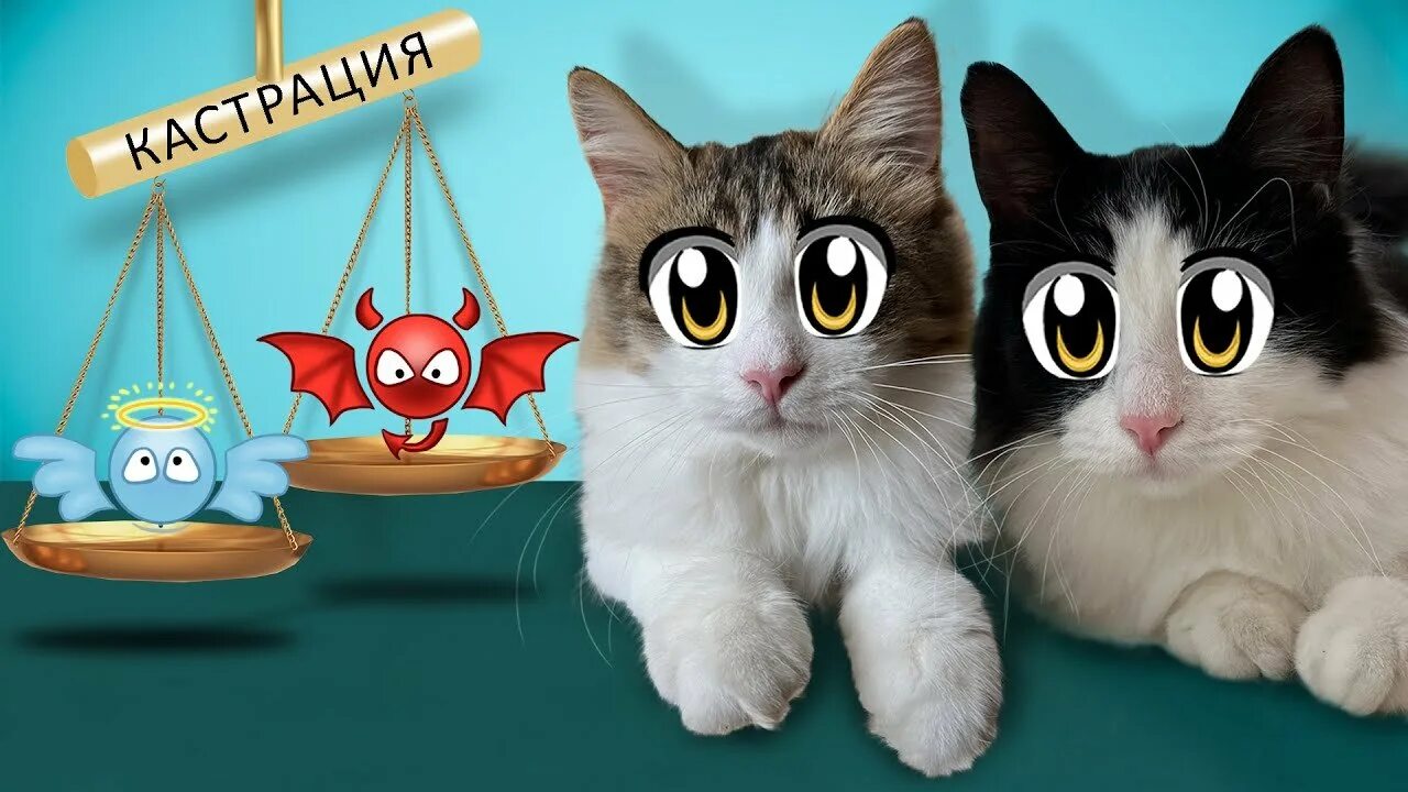 А ну ка давай ка вампиры. А ну ка давайка баффи и малыш. кот малыш анука давайка. кошка мурка анука давайка. юги анука давайка.