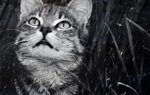 Котики под