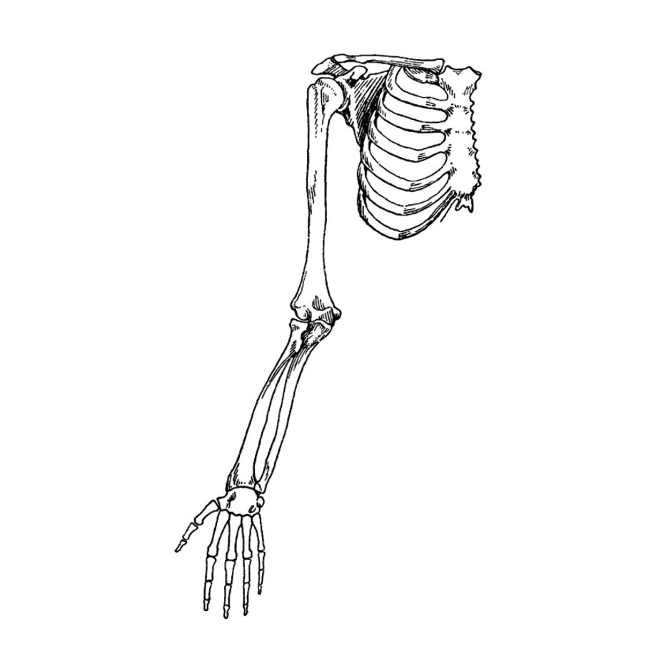Рис. А скелет верхней конечности. Скелет верхней конечности руки. Скелет конечностей человека без подписей. Кости скелета рук