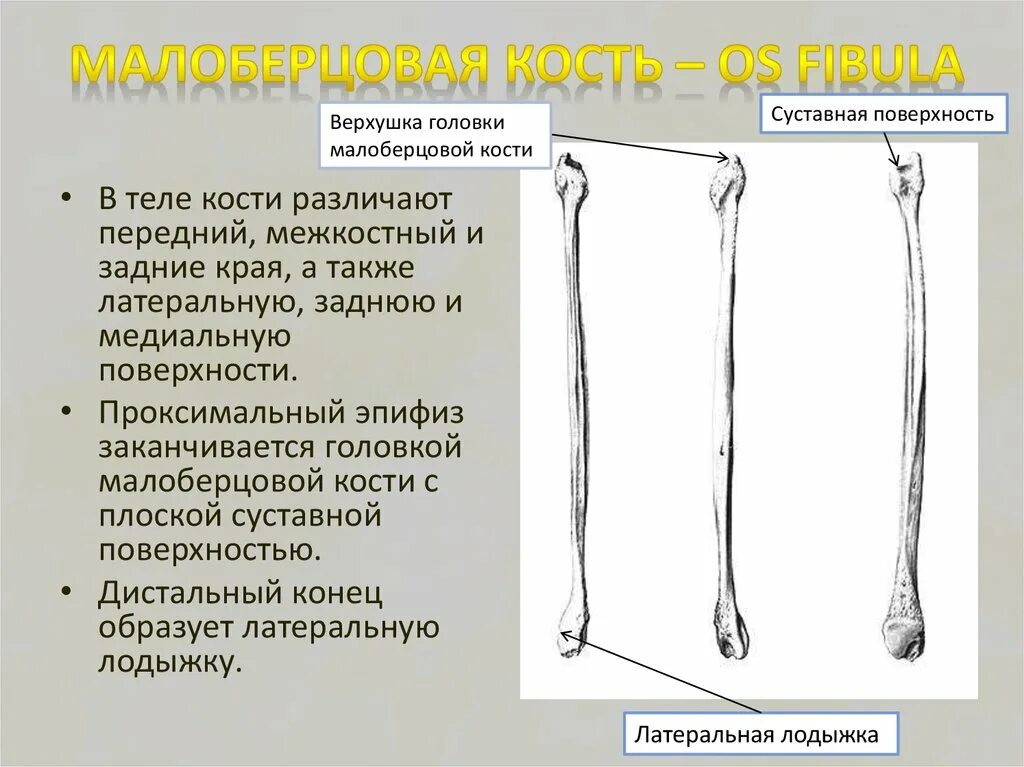 Картинки БОЛЬШЕБЕРЦОВАЯ КОСТЬ МАЛОБЕРЦОВАЯ КОСТЬ ТАРАННАЯ КОСТЬ