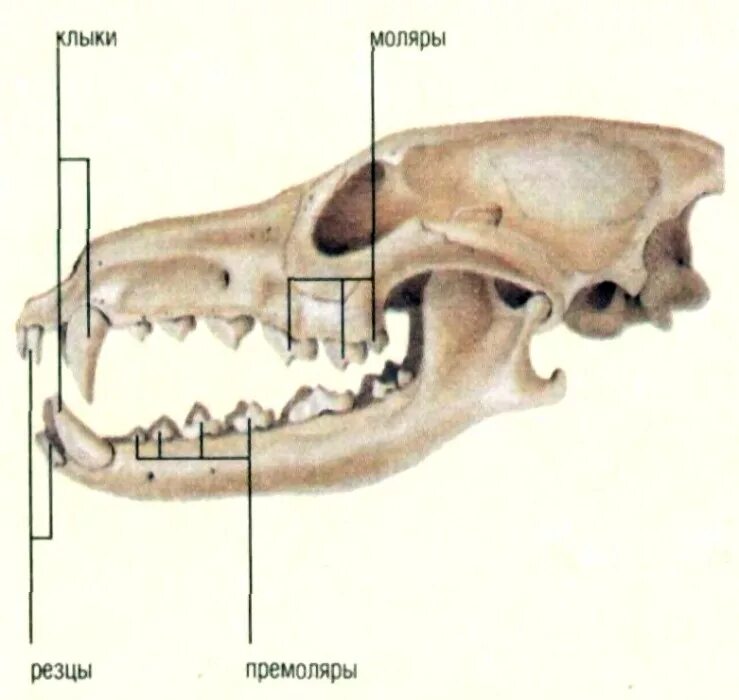Зубы у млекопитающих выполняют функцию. Зубная система млекопитающих. Зубная система системы животных отряда Хищные. Зубная система хищных млекопитающих. Строение зубов млекопитающих зубная система.