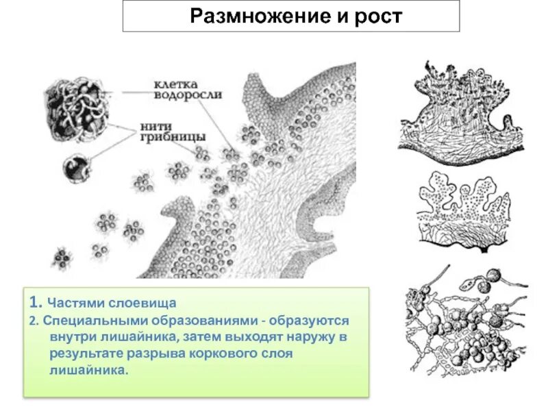 Подпишите названия бактерии лишайники животные. Строение слоевища лишайников. строение слоевища лишайника. лишайники строение классификация. внутреннее строение лишайника.