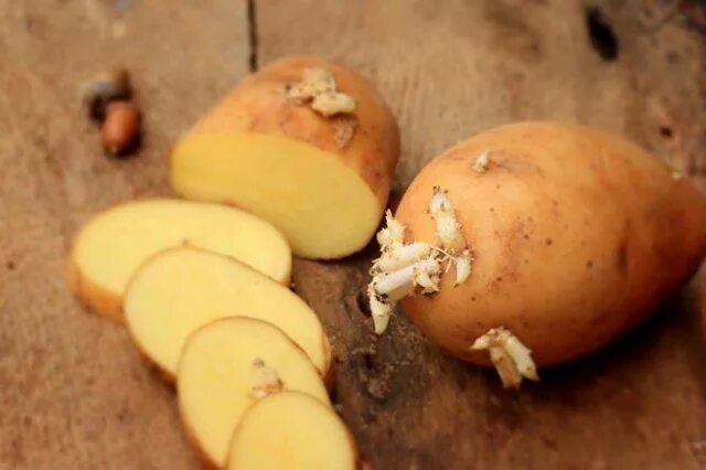 Картошка с глазками. Картофель для посадки пророщенной. Клубень картошки. Миниклубни картофеля.