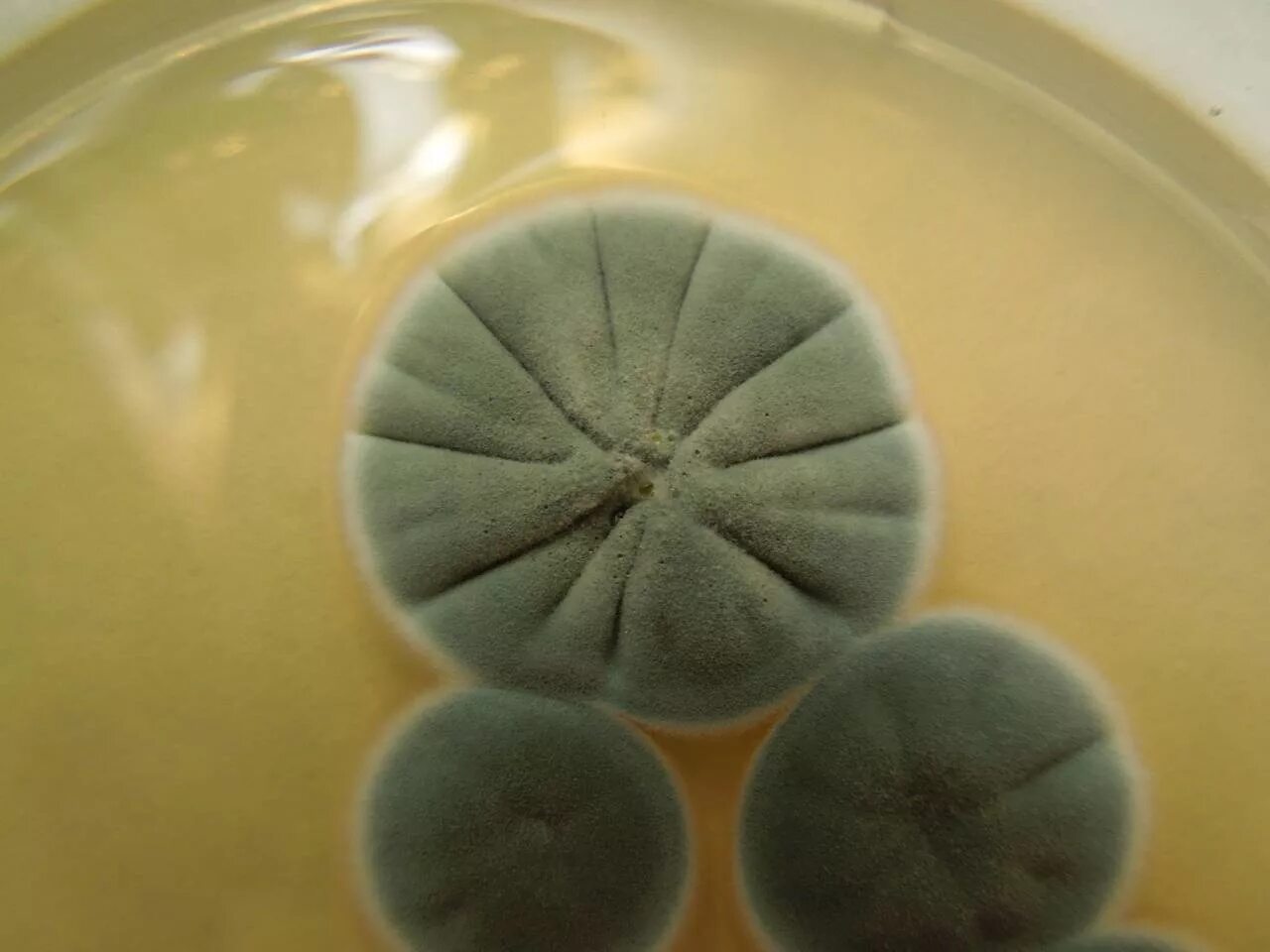 Penicillium chrysogenum. Плесень Penicillium chrysogenum. Пеницилл в чашке Петри. Penicillium glaucum. Плесневый гриб пенициллин