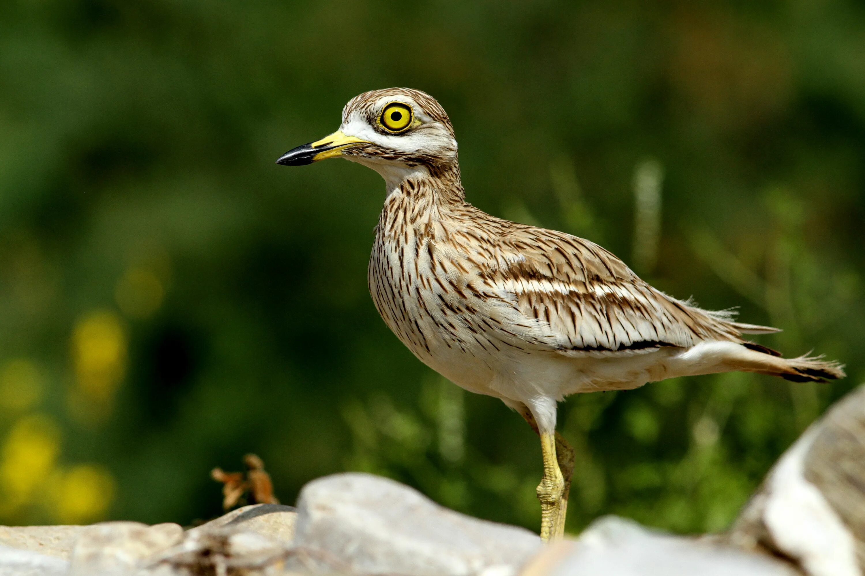 Какая птица обладает самыми большими глазами. Авдотка (burhinus oedicnemus). обыкновенная авдотка. австралийская авдотка птица. водяная авдотка птица.
