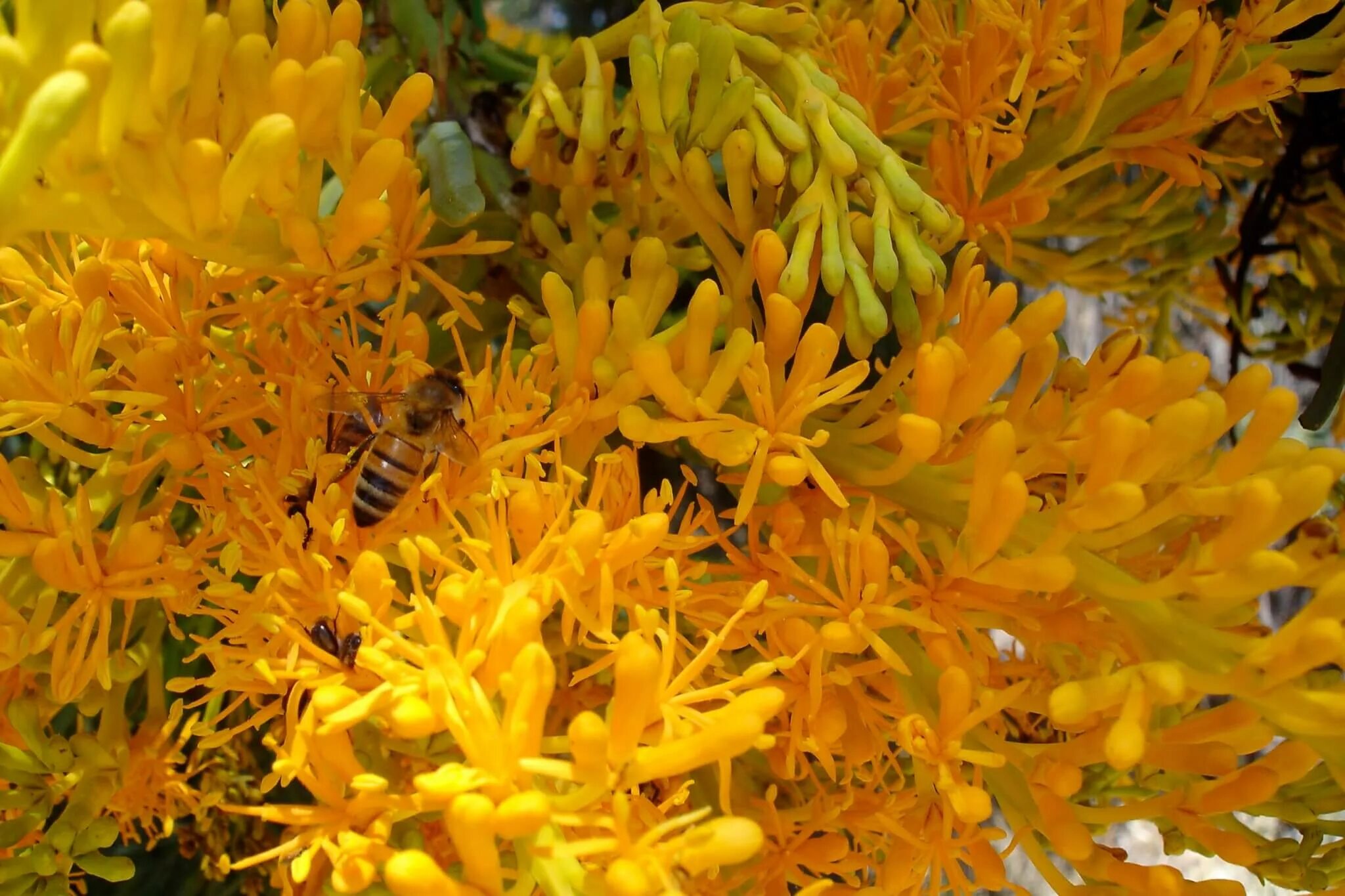 Акация в австралии. Nuytsia floribunda. золотая акация австралии. нуитсия обильноцветущая. нуйтсия в австралии.