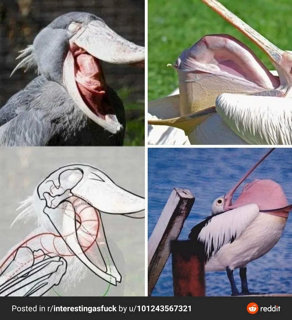 Челюсти птицы покрыты. Пеликан птица. Пеликан высовывает позвоночник. Пеликаны высовывают позвоночник изо рта. Пеликан высунул позвоночник через рот.