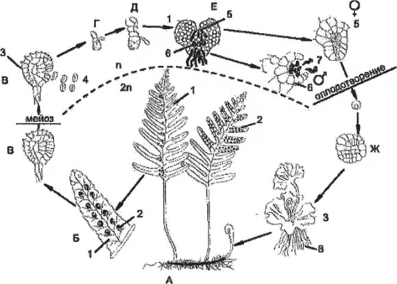 Сорус гаметофит. Схема развития папоротника. Жизненный цикл папоротника схема. Жизненный цикл папоротника схема ЕГЭ. Антеридий папоротника.